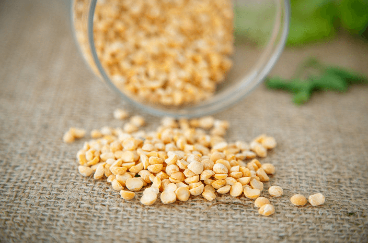 Pea Protein, a sought-after ingredient! – Bio-K+