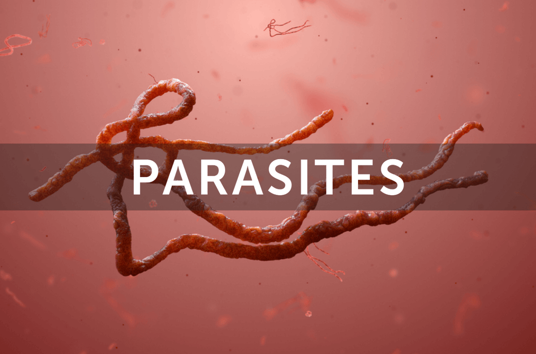 How taking probiotics can prevent intestinal parasites