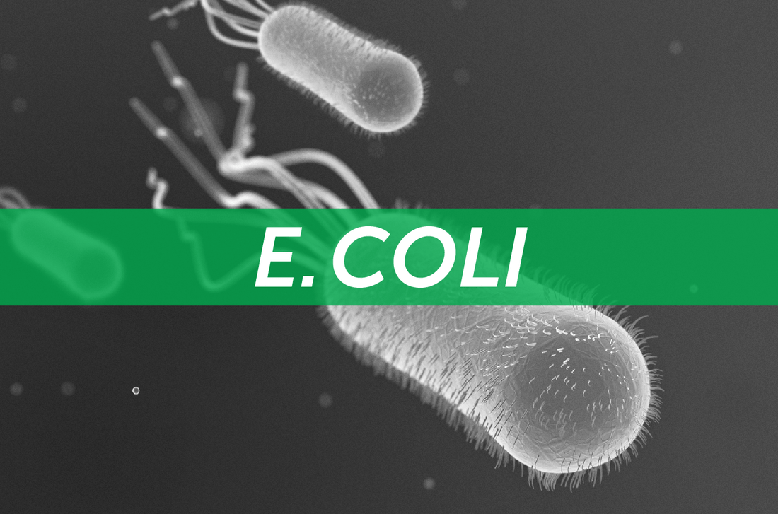Understanding E. Coli Bacteria