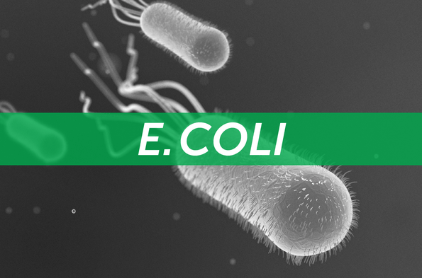 Understanding E. Coli Bacteria