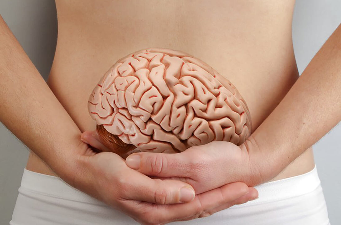 What is the Gut-Brain Connection?