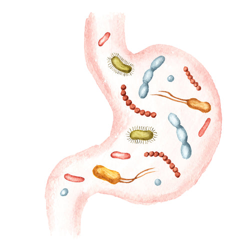 What is the Difference Between Prebiotics and Probiotics?